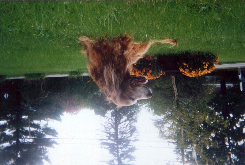 Golden retriever sitting in profile on a green lawn with fall mums and evergreen trees in background.