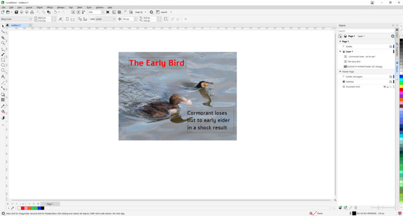 Two cormorants in shallow water, with text overlay reading "The Early Bird" and "Cormorant loses its early elder in a shock result."