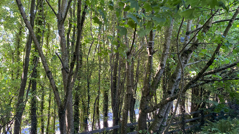 Tree-lined forest path with tall, slender trunks creating strong vertical lines and dappled light filtering through green canopy.