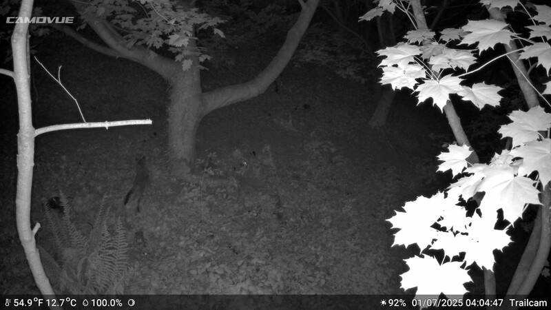 Thermal infrared night vision footage showing a fallen branch and maple leaves on dark ground.