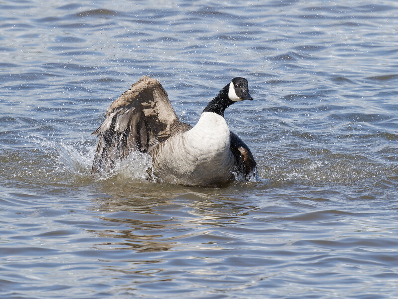Canada goose splashing in shallow water with wings spread wide open.