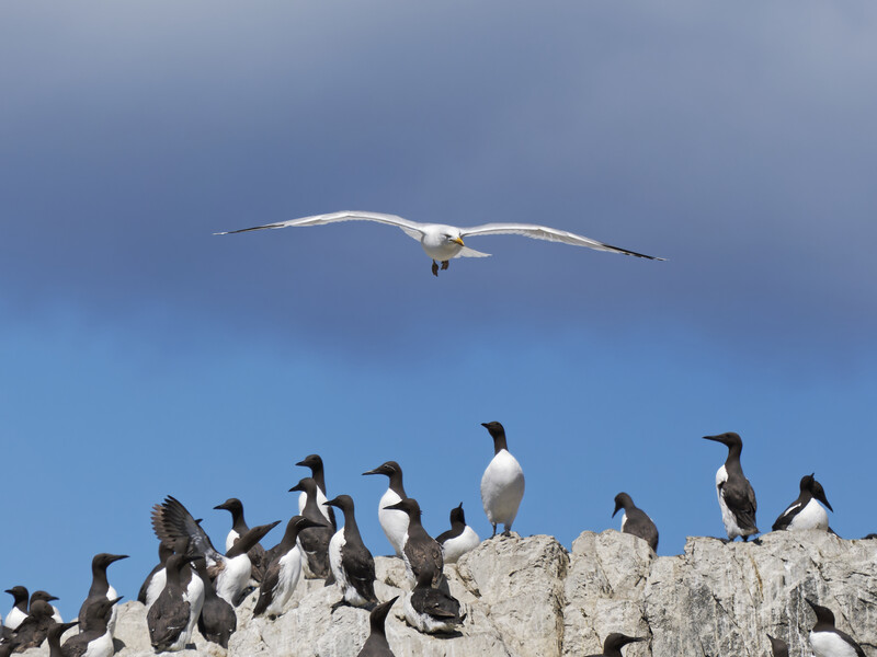 Large seabird in flight above a rocky cliff lined with cormorants and other seabirds perched together.