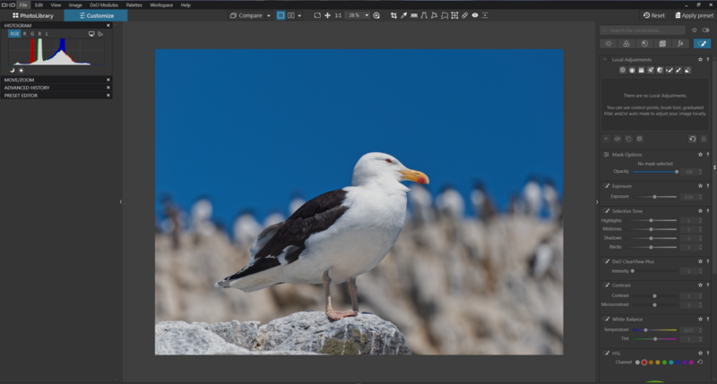 A seabird with white head and dark wings stands on a rocky surface against a bright blue sky.