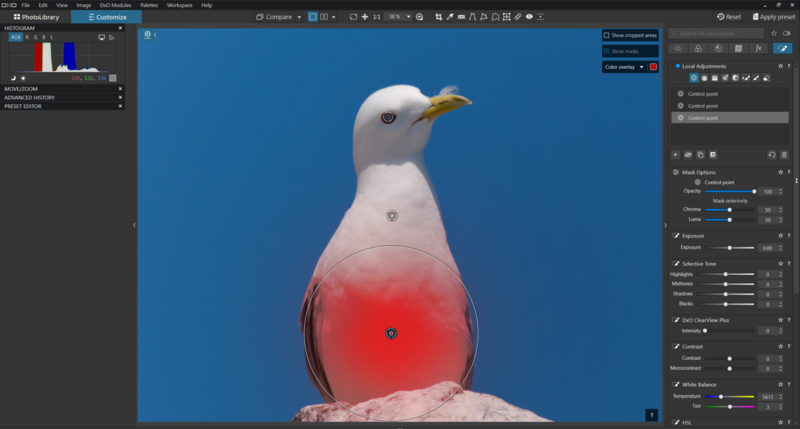 Seagull with white head and neck against blue background, lower body filled with red gradient.