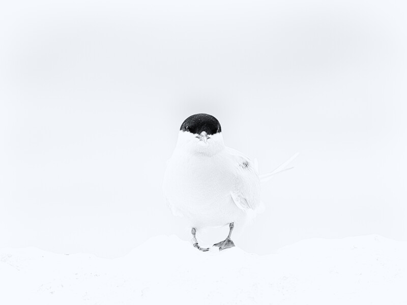White bird with black head markings perched against bright, overexposed background.