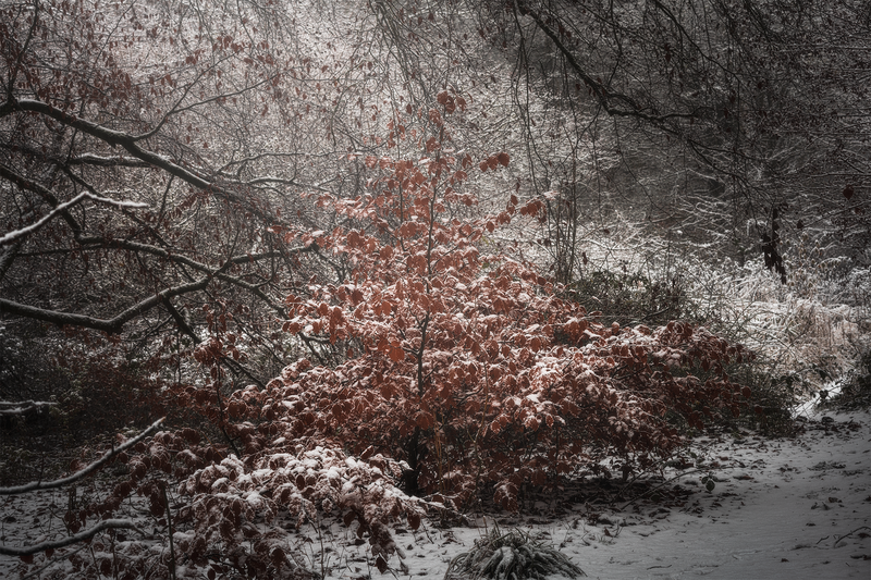 Snow-covered red foliage surrounded by bare winter trees beside a partially frozen stream.