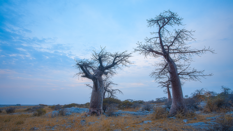 Two bare baobab trees standing in an arid landscape at dusk with blue sky overhead.