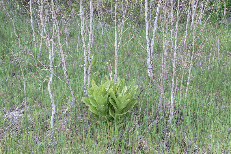 Aspens and Corn Lilies, Spring