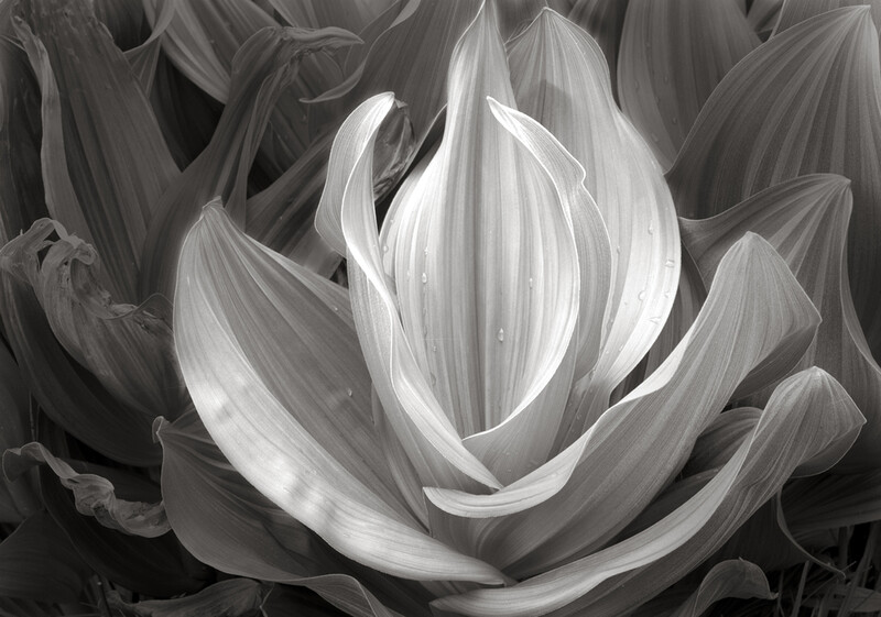 Corn Lily, West Fork, Colorado