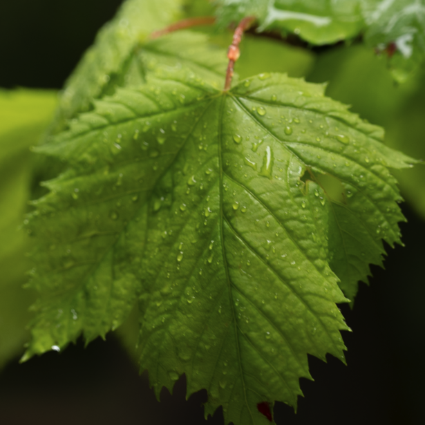 Close-up of fresh green leaves with water droplets against a dark background.