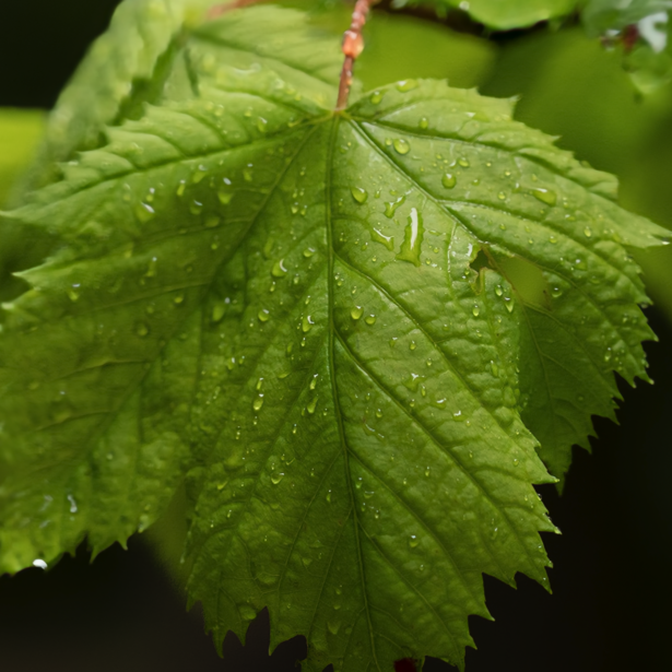 Green maple leaf covered in water droplets against a dark blurred background.