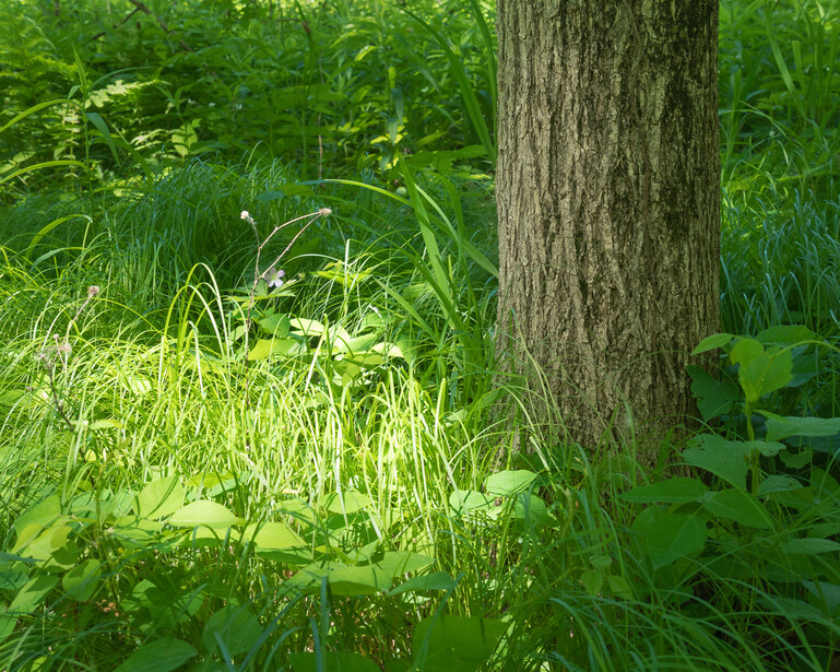 Color photograph of a pocket of light falling on summer grasses in a forest, next to a tree trunk