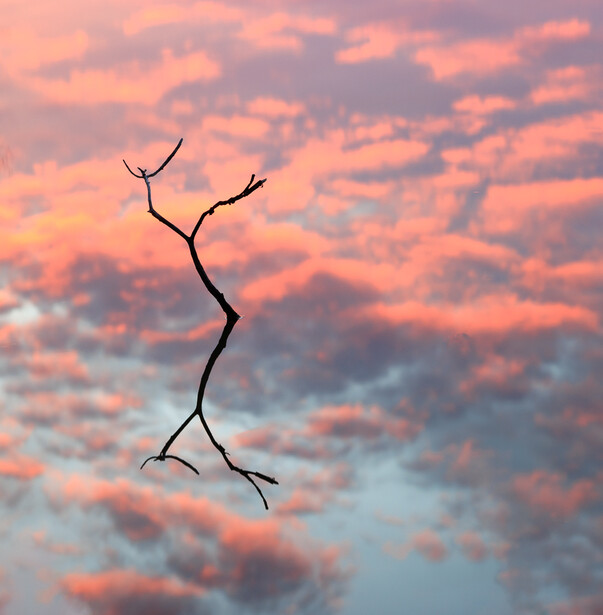 Abstract photo of a stick in water that is reflecting sunrise-colored clouds