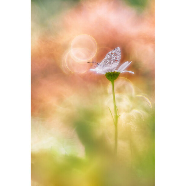 Delicate flower with water droplets against a soft, blurred golden and green bokeh background.