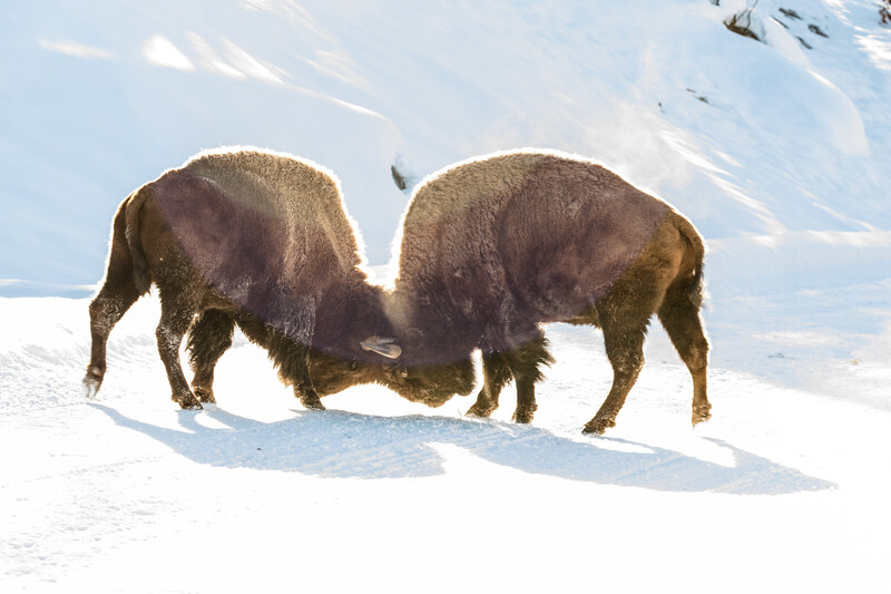 Two musk oxen standing face-to-face on snow, their dark coats contrasting with the white landscape.