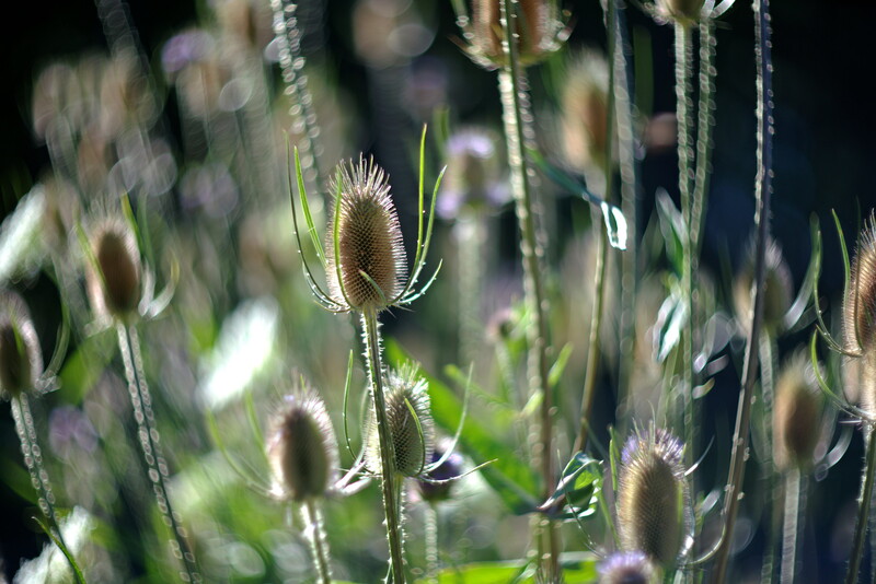 Teasel seedheads with spiny bracts, photographed with shallow depth of field and backlit green foliage.