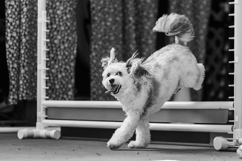 White fluffy dog standing in profile on a gridded surface against a textured backdrop.