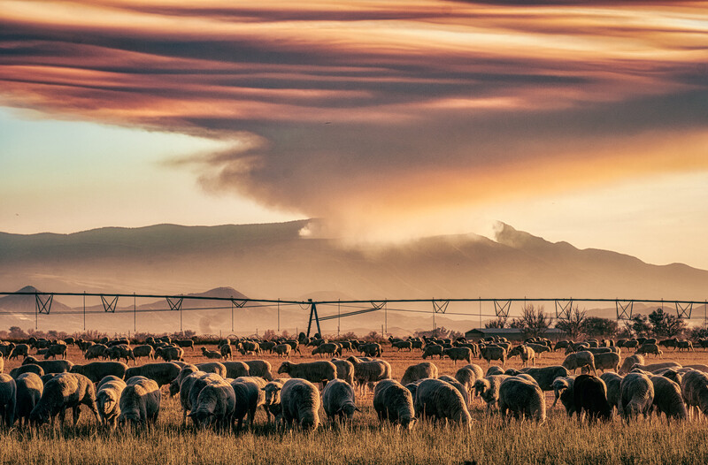 Large herd of cattle grazing beneath irrigation pivot systems under dramatic sunset sky.