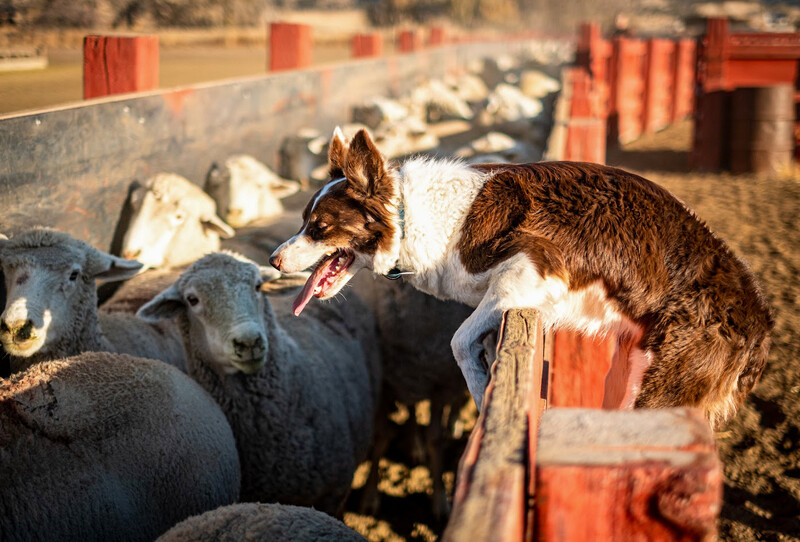 Brown and white herding dog working with flock of sheep in a sunny pen with red barriers.