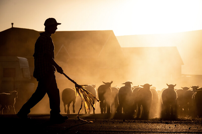 Silhouetted farmer herding goats through golden dust and sunlight at dawn or dusk.