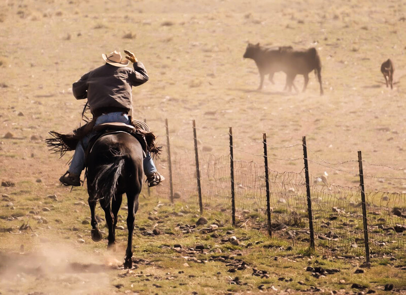 Cowboy on horseback riding toward cattle in dusty terrain with wooden fence posts.