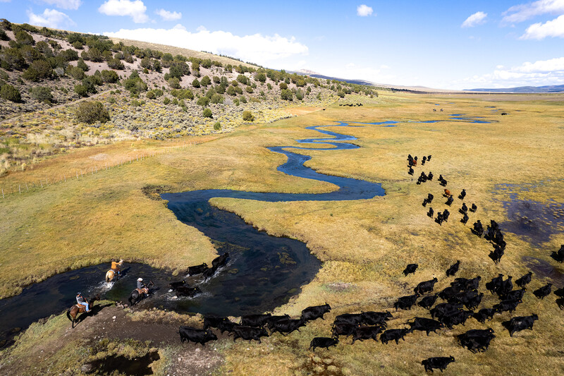 Aerial view of a meandering river through golden grassland with a herd of cattle grazing nearby.