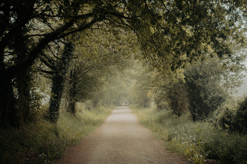 Tree-lined dirt path stretching into misty distance with dappled sunlight filtering through foliage.
