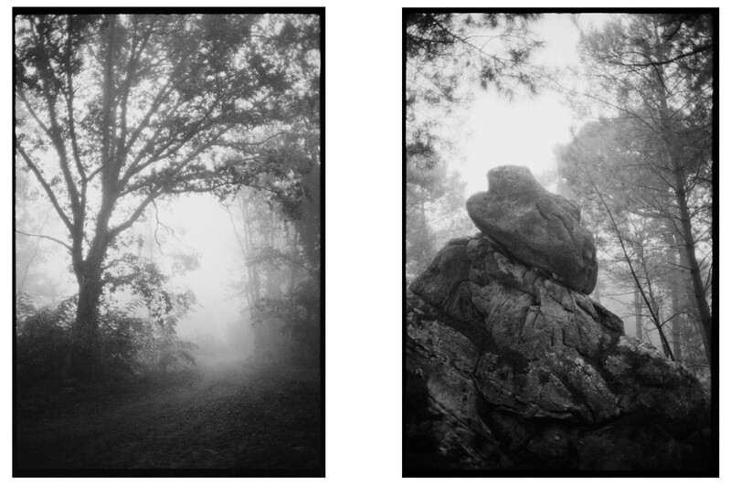 Photos of the forest captured on the Olympus OM10 and Fomapan 400