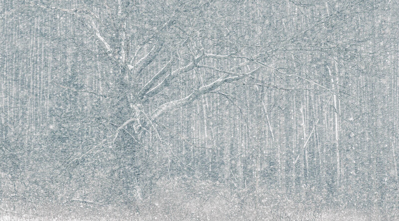 Dense winter forest with bare trees covered in snow and frost, creating a monochromatic ethereal landscape.