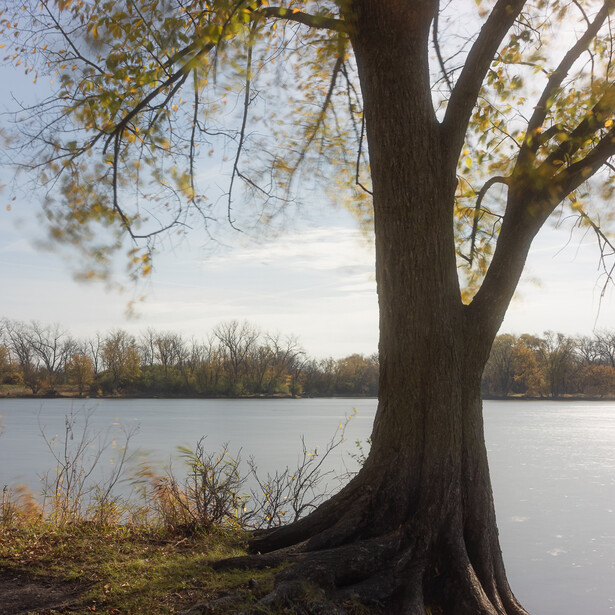 A photograph of a tree clinging to the bank of a lake in later autumn