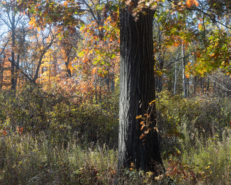 Light falls on the trunk of a tree, surrounded by fall colors