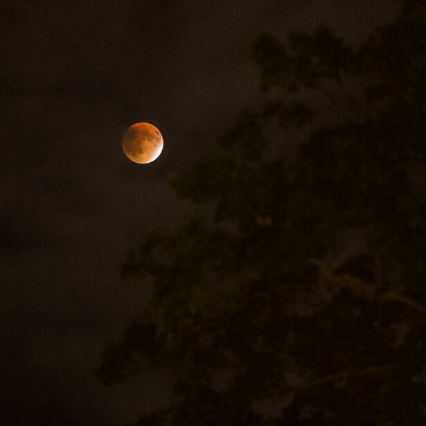 Copper-colored lunar eclipse moon centered against a dark night sky with tree silhouettes.