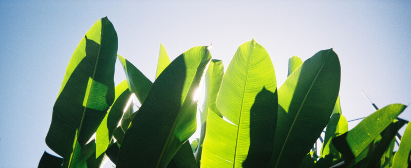 Banana plant leaves backlit against bright sky, showing translucent green and yellow tones.