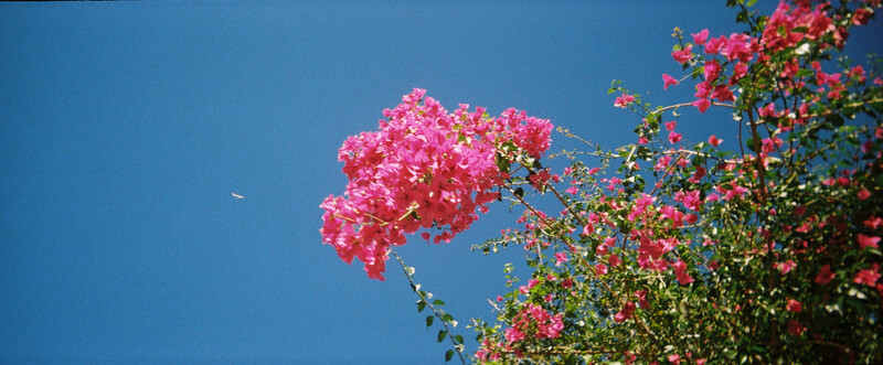 Bright pink bougainvillea flowers photographed against a clear blue sky with green foliage.