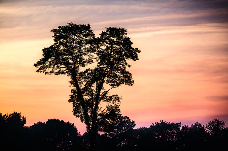 Hocking Hills tree against a sunrise, edited