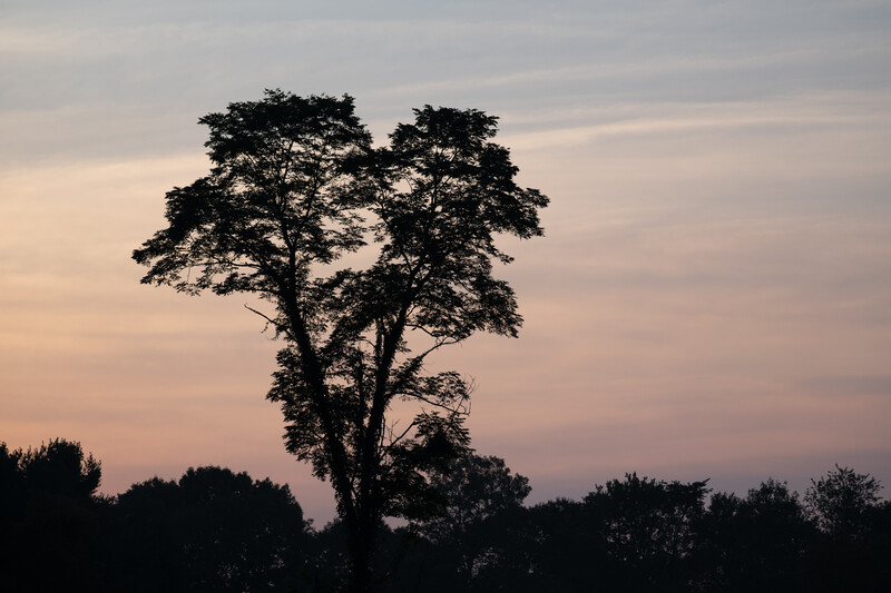 Hocking Hills tree against a sunrise, original