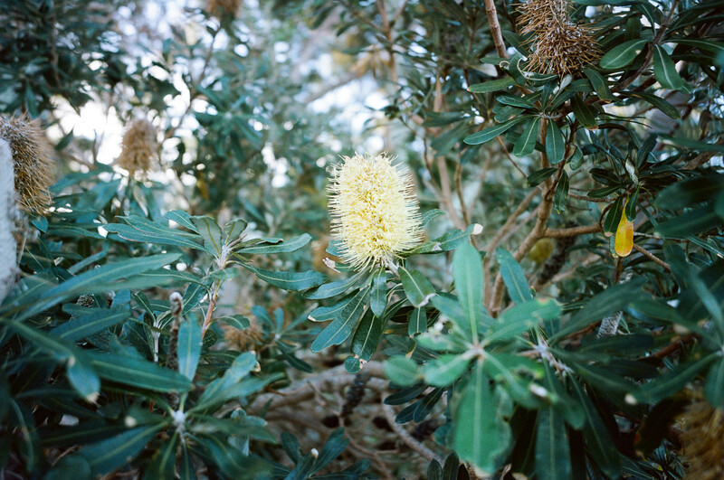 Pale yellow bottlebrush flower surrounded by narrow green foliage in dappled natural light.