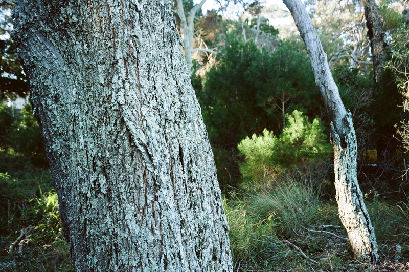 Lichen-covered tree trunks in natural forest setting with soft dappled sunlight.
