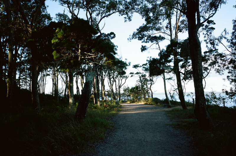 Tree-lined dirt road stretching toward distant light, flanked by tall eucalyptus trees creating a natural tunnel effect.
