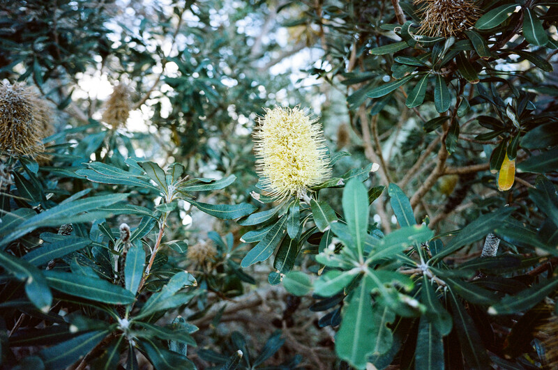 Yellow bottlebrush flowers in soft focus among green foliage with dappled sunlight filtering through leaves.
