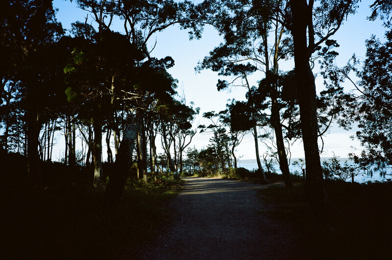 Tree-lined dirt road stretching toward distant hills under clear sky.