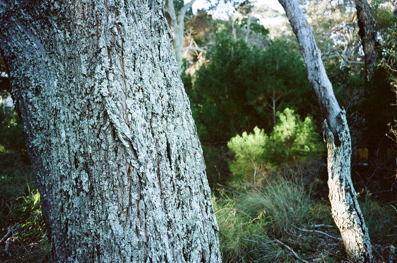 Two birch trees with pale, textured bark frame a forested landscape with undergrowth in soft focus behind.