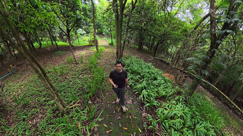 Person standing in a lush, tree-lined forest path with dense green vegetation on both sides.