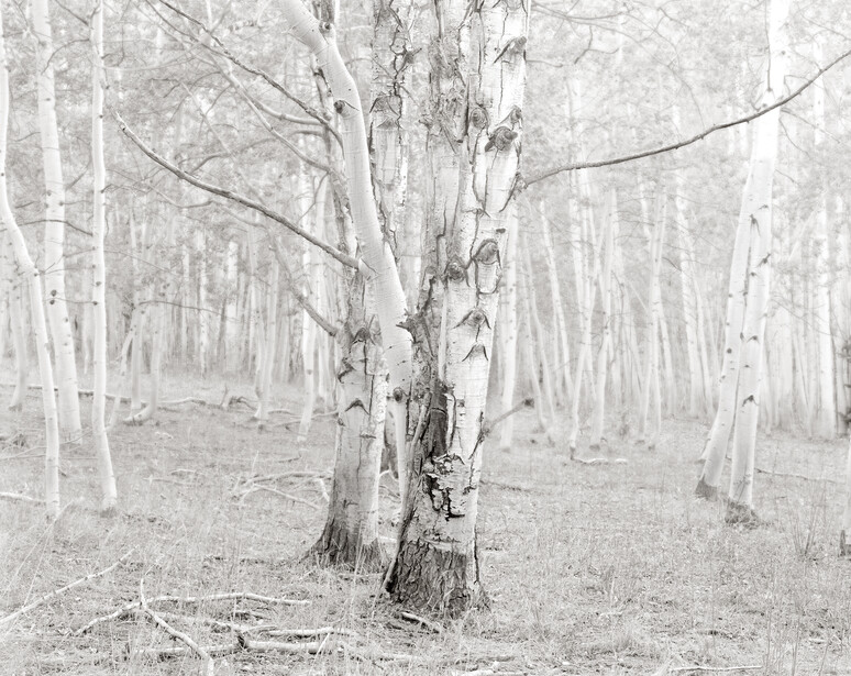 Old Aspen, Forest, Columbine, Colorado