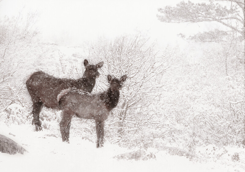 Cow Elk and Calf