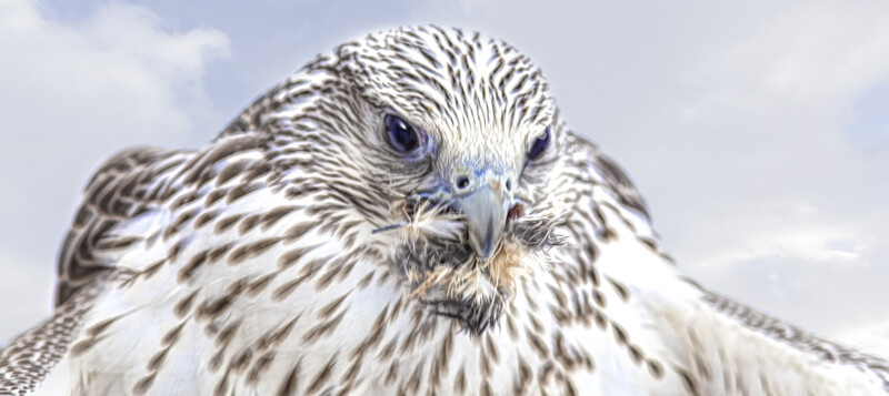Gyrfalcon, Wyoming