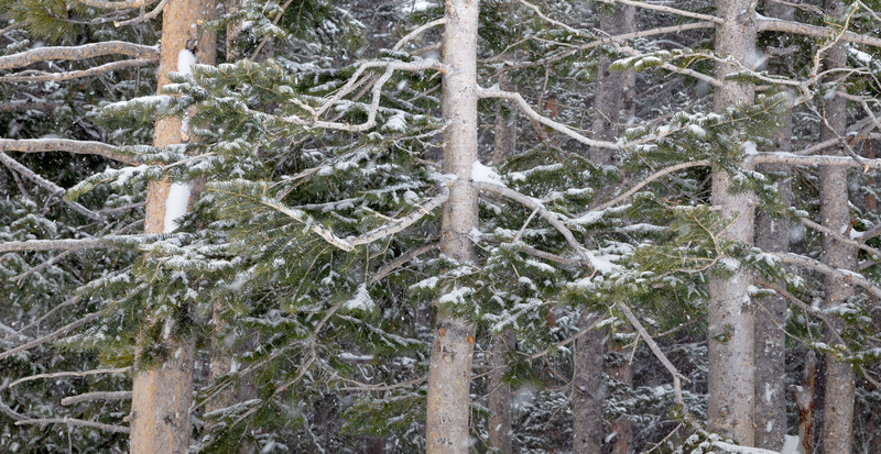 Snowy Forest