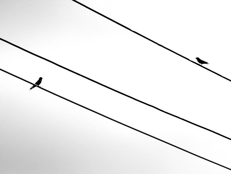 Black and white photo of two birds on electric wires