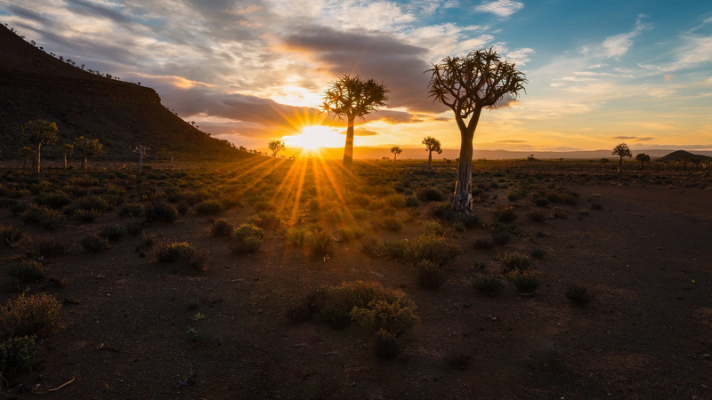 Nieuwoudtville's Quiver Tree Forest in South Africa