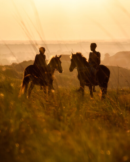 Sandalwood horses of Sumba, Indonesia